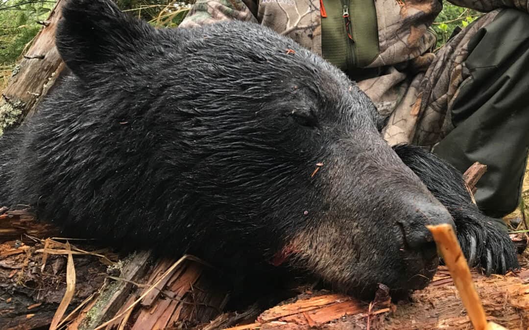 A Superior Bear Hunt at Belle Chasse Outfitters